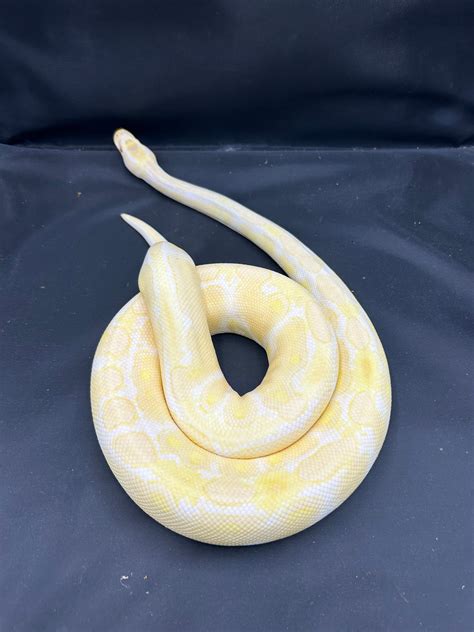 luxor albino|Luxor Reptiles .